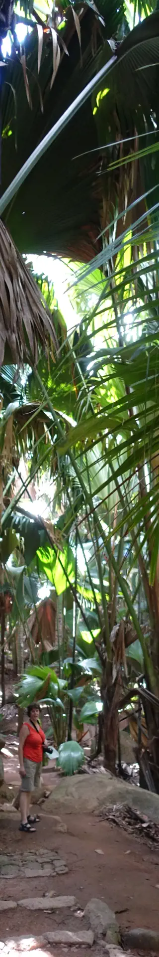 Vallée de Mai